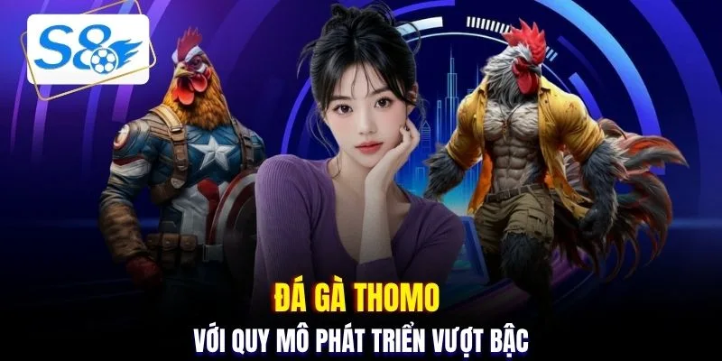Đá gà Thomo với quy mô phát triển vượt bậc